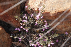 Indigofera pilgeriana