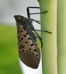 Lycorma delicatula