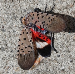 Lycorma delicatula