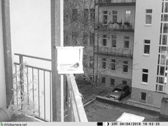 Phoenicurus ochruros