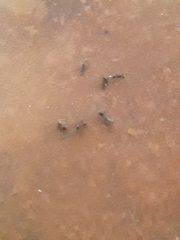 Periplaneta australasiae