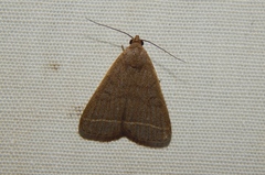 Simplicia extinctalis