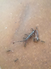 Periplaneta australasiae