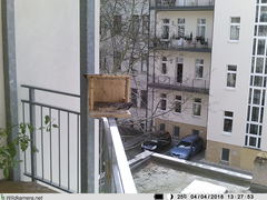 Phoenicurus ochruros