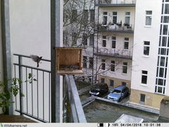 Phoenicurus ochruros