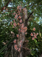 Trichocentrum oerstedii