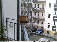 Phoenicurus ochruros