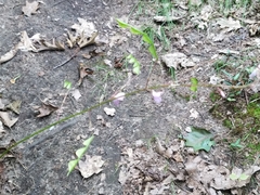 Hylodesmum nudiflorum