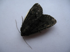 Melanchra assimilis