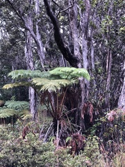 Cibotium glaucum