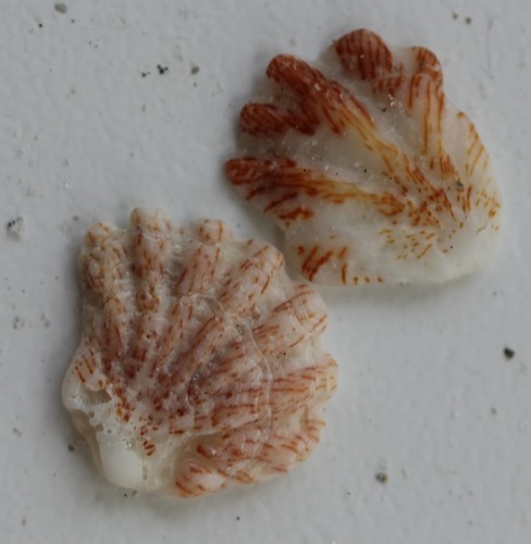 Atlantic Kitten's Paw