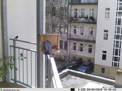 Phoenicurus ochruros