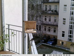 Phoenicurus ochruros