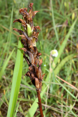 Anacamptis coriophora