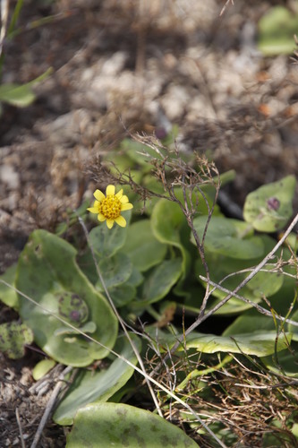 Image of Othonna perfoliata by (c) Tony Rebelo, some rights reserved (CC BY-SA)