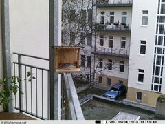 Phoenicurus ochruros