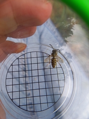 Vespula vulgaris