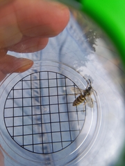 Vespula vulgaris