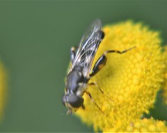 Syritta pipiens
