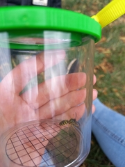 Vespula vulgaris