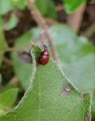 Homoeolabus analis