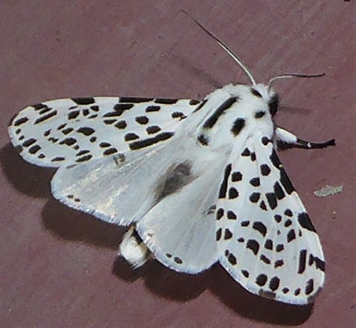 Many-spotted Tiger Moth