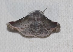 Oenochroma turneri