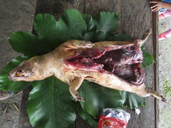 Cuniculus