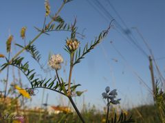 Vicia benghalensis