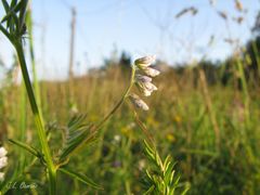 Vicia benghalensis