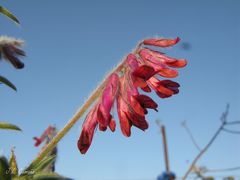 Vicia benghalensis