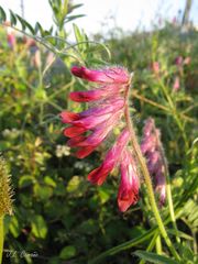 Vicia benghalensis