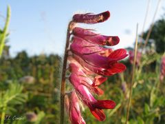 Vicia benghalensis