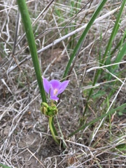 Brodiaea kinkiensis