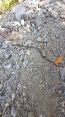 Diadophis punctatus vandenburgii