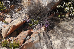 Indigofera pilgeriana