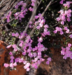 Indigofera pilgeriana