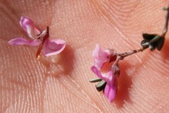 Indigofera pilgeriana