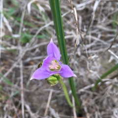 Brodiaea kinkiensis