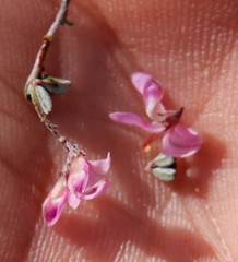 Indigofera pilgeriana