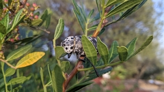 Capnodis cariosa