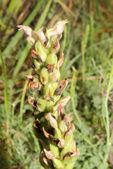 Anacamptis coriophora
