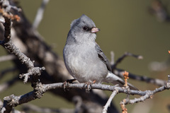 Junco hyemalis caniceps