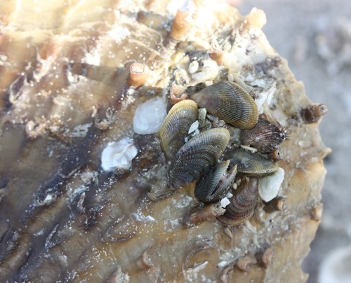 Brachidontes exustus