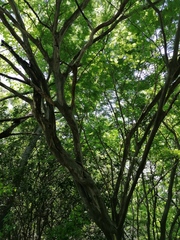 Chloroleucon mangense