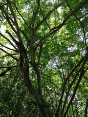 Chloroleucon mangense