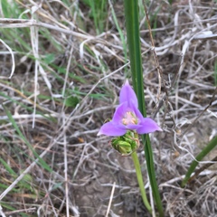 Brodiaea kinkiensis