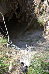 Nyctereutes procyonoides