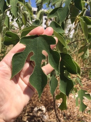 Broussonetia papyrifera