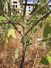 Broussonetia papyrifera